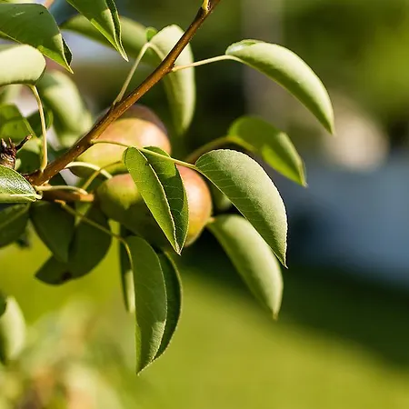 Casa Da Padeira - Alcobaça