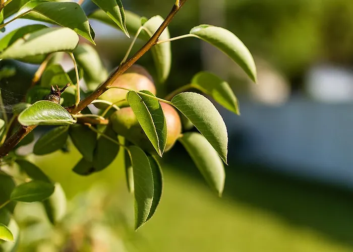 Casa Da Padeira - Алкобаса